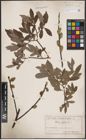 Foto von Salix cinerea L.